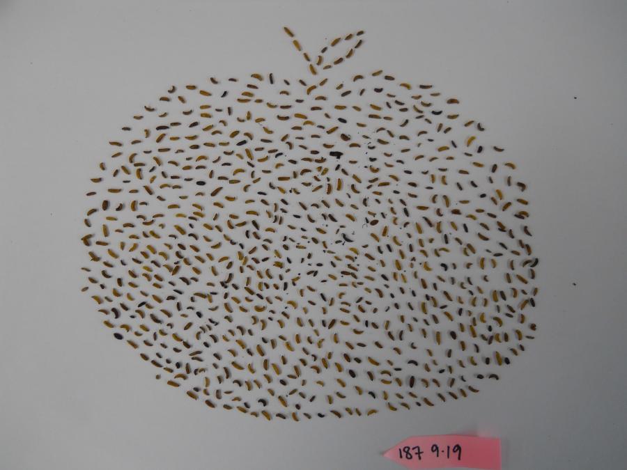 Apple maggots in the shape of an apple