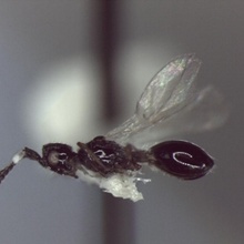 Coptera Juniper Female